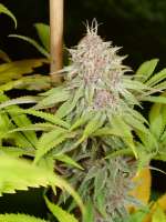 Peaceful Child archive 3