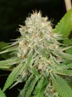 Peaceful Child archive 2