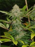 Peaceful Child archive 4