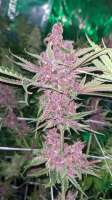 An image of PuTang Nevil Chem