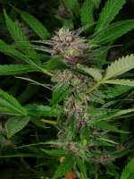 Star Pupil: strain page photo, credit seedfinder.eu, copyright status shown with credit copyright unverified