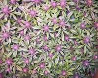 Star Pupil: strain page photo, credit seedfinder.eu, copyright status shown with credit copyright unverified