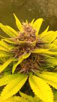 Star Pupil: strain page photo, credit seedfinder.eu, copyright status shown with credit copyright unverified