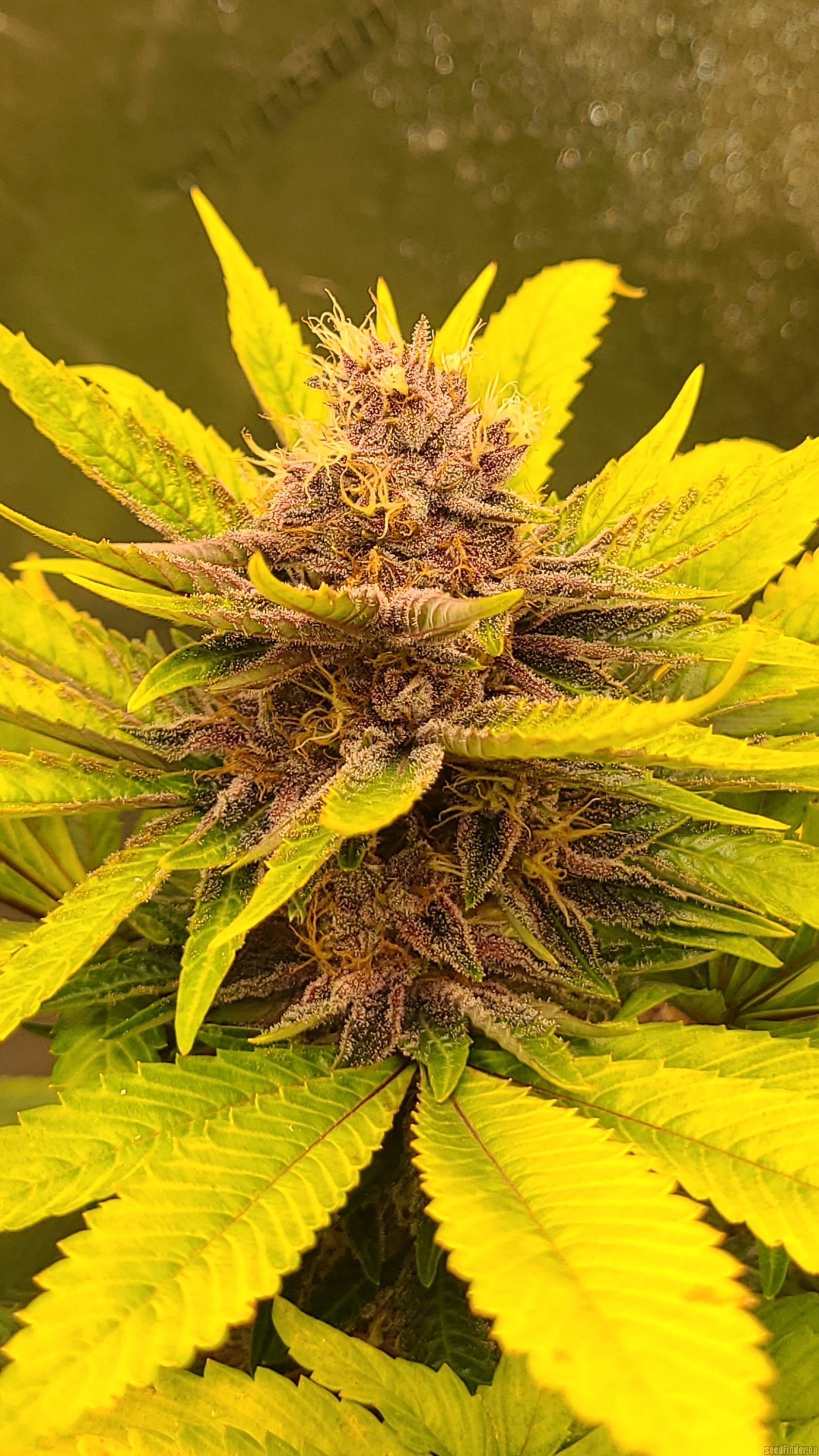Star Pupil flowering cannabis, as labeled by the cited photo source