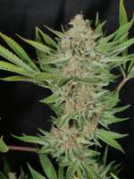 An image of Stardawg x Star Pupil