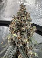 Watermelon Chem archive 1