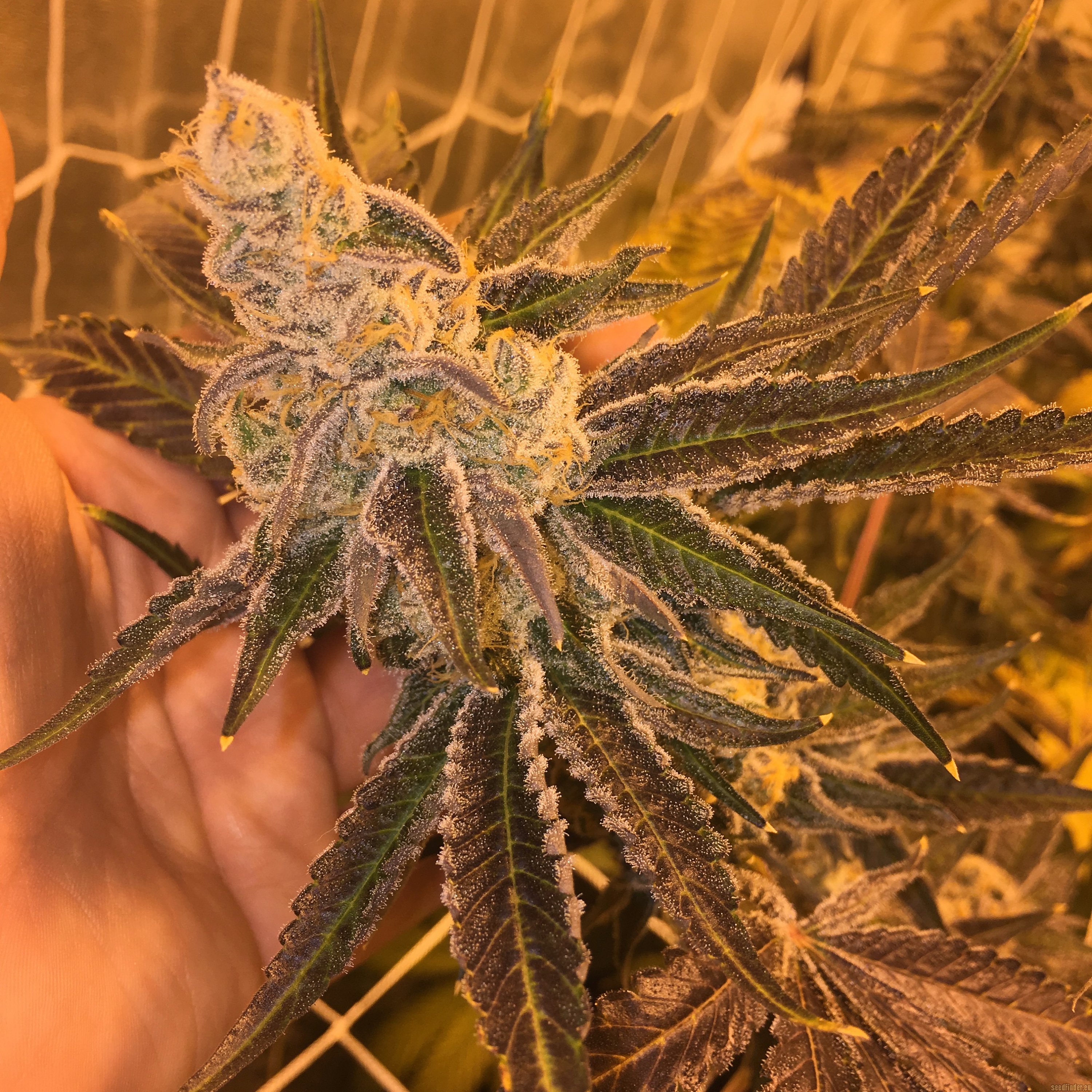 Berry Breath flowering cannabis, as labeled by the cited photo source