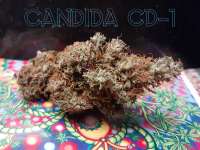 Candida archive 3
