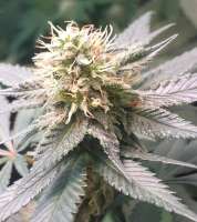 An image of Canadian Kush 2.0