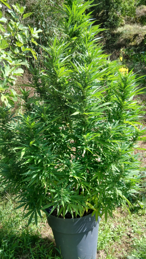 An image of Mendocino Chanel Kush