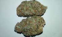 An image of Mendocino Purple Kush