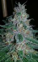 An image of Mendocino Purple Kush