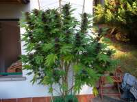 An image of Mendocino Purple Kush