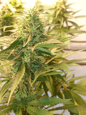 Sour Glue's picture by NMiranda