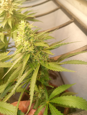 Sour Glue's picture by NMiranda