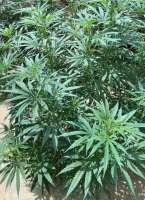 An image of Sour Glue