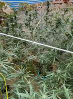 An image of Sour Glue