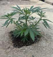 An image of Sour Glue