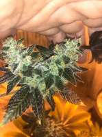 Garlic Golden Grapes archive 1