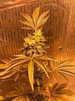 Garlic Golden Grapes archive 2