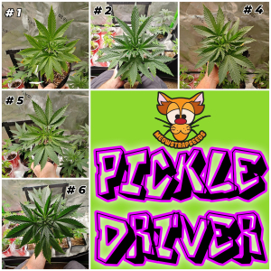 An image of Pickle Driver