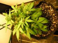 Auto Blues archive 2