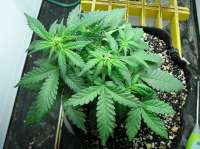 Auto Blues archive 1