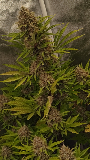 An image of Chemdogging
