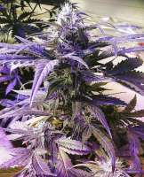 Deep Blue C archive 3