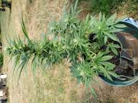 Heisenberg Special archive 1