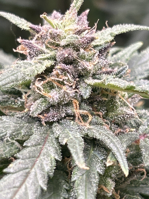 An image of Hubbabubba Haze