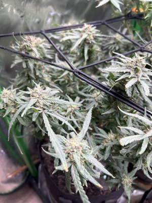 An image of Hubbabubba Haze