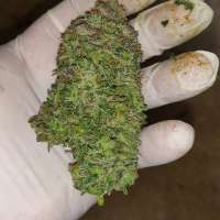 Walter White archive 3