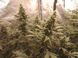An image of Canna-Cheese 1:1