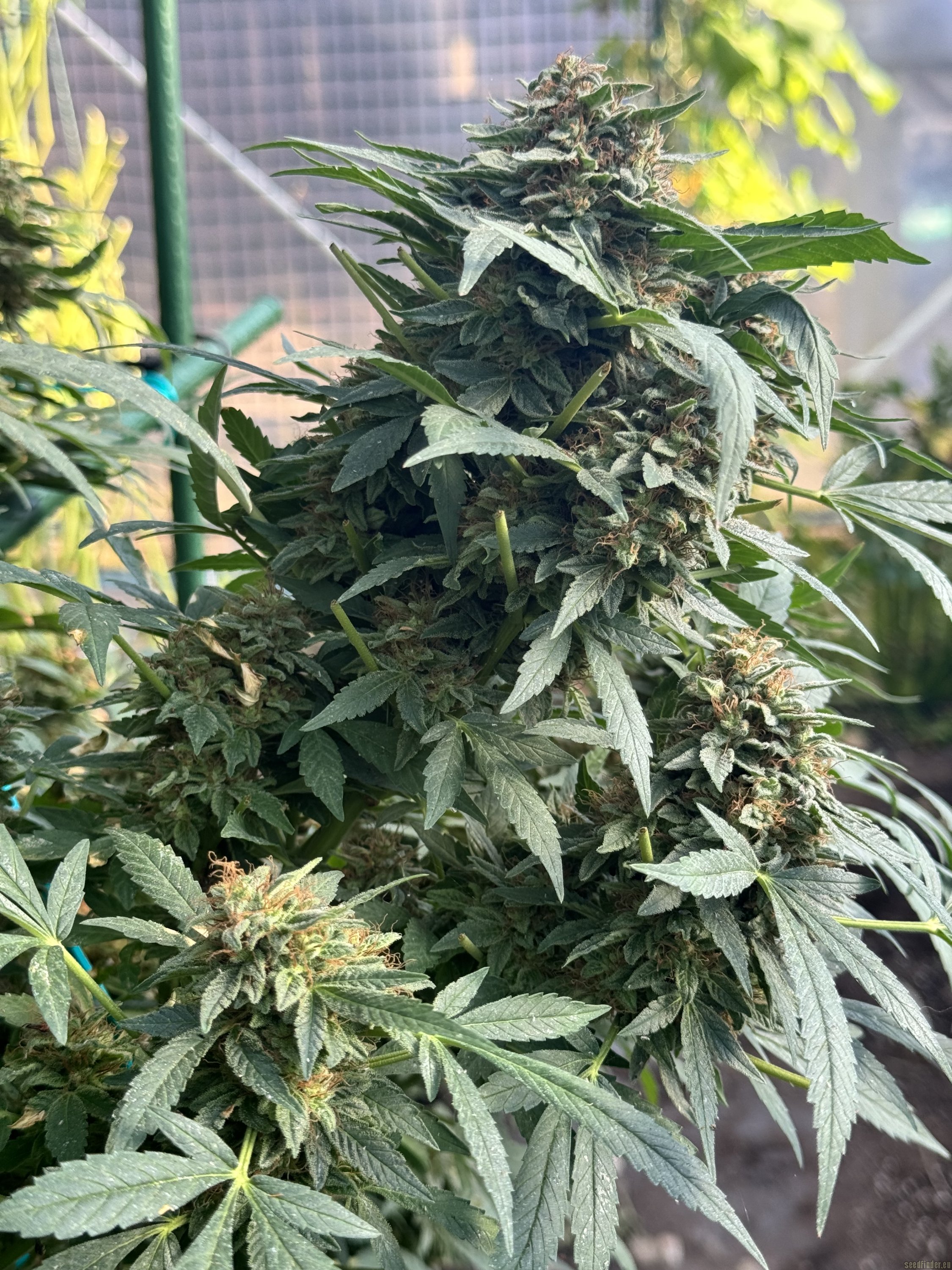Purple Skunk x Big Bud Skunk