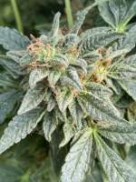 An image of Purple Skunk x Big Bud Skunk