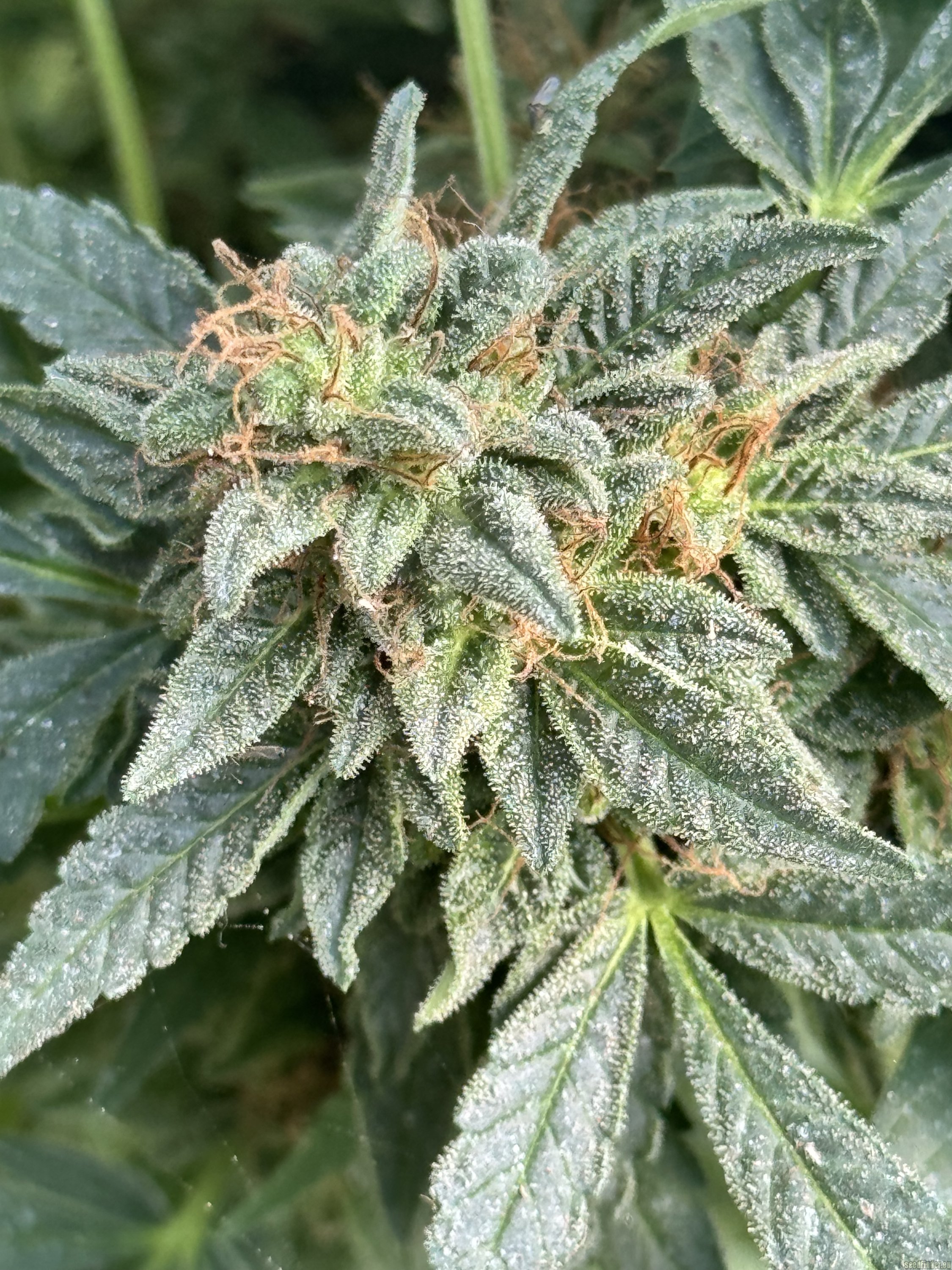Purple Skunk x Big Bud Skunk