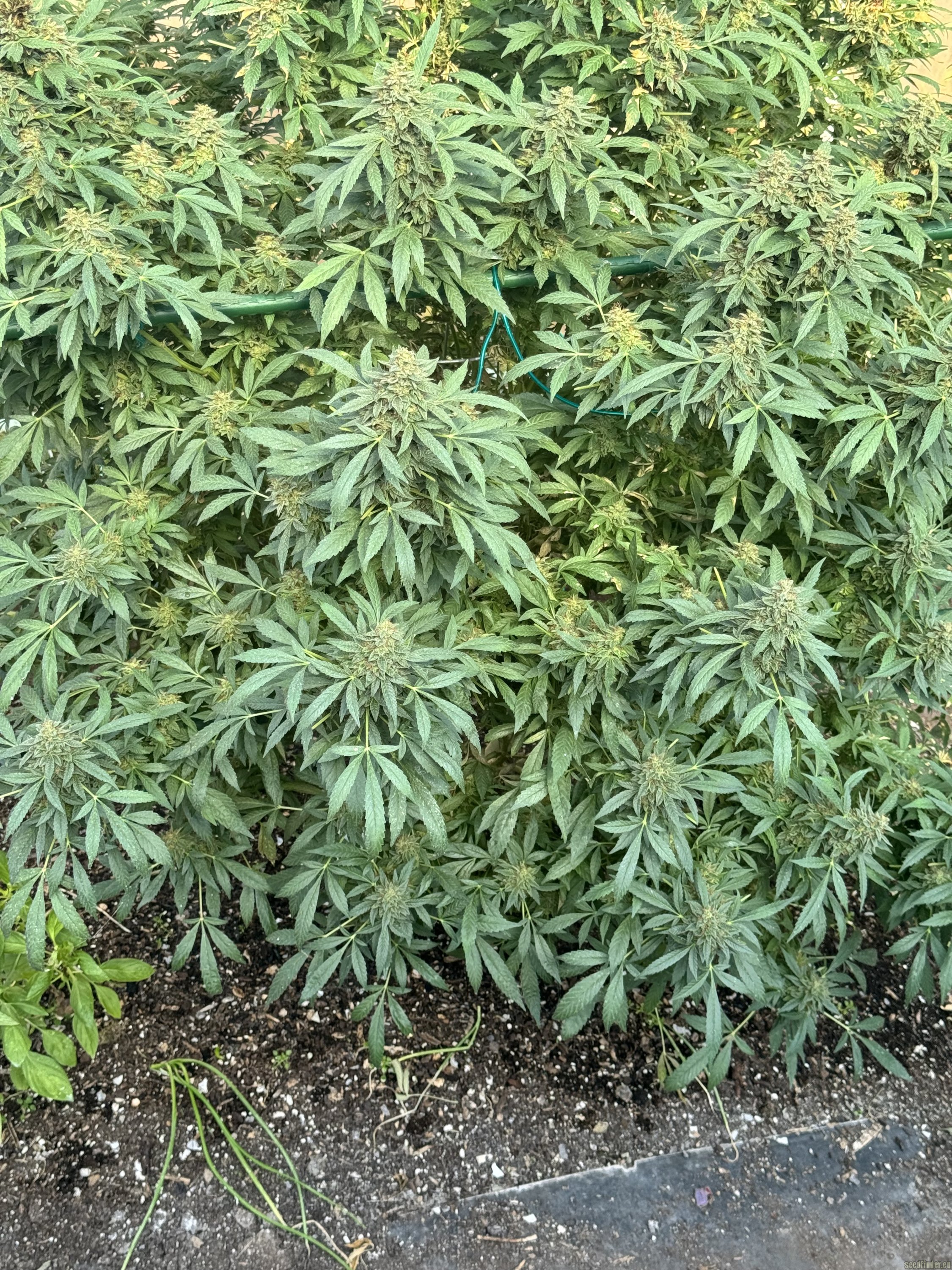 Purple Skunk x Big Bud Skunk