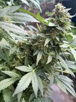 An image of Purple Skunk x Big Bud Skunk