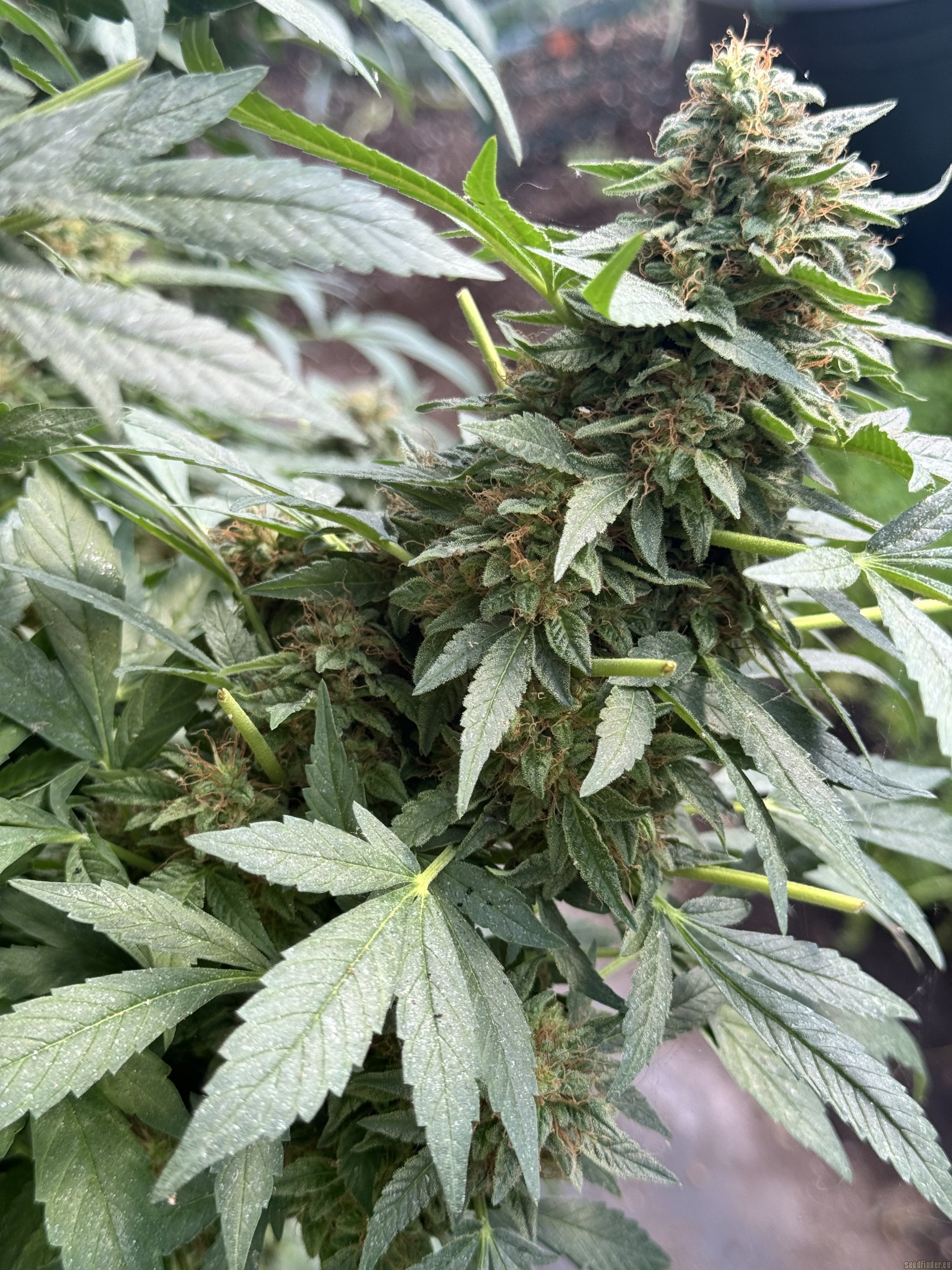 Purple Skunk x Big Bud Skunk