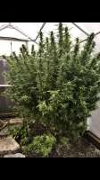 An image of Purple Skunk x Big Bud Skunk