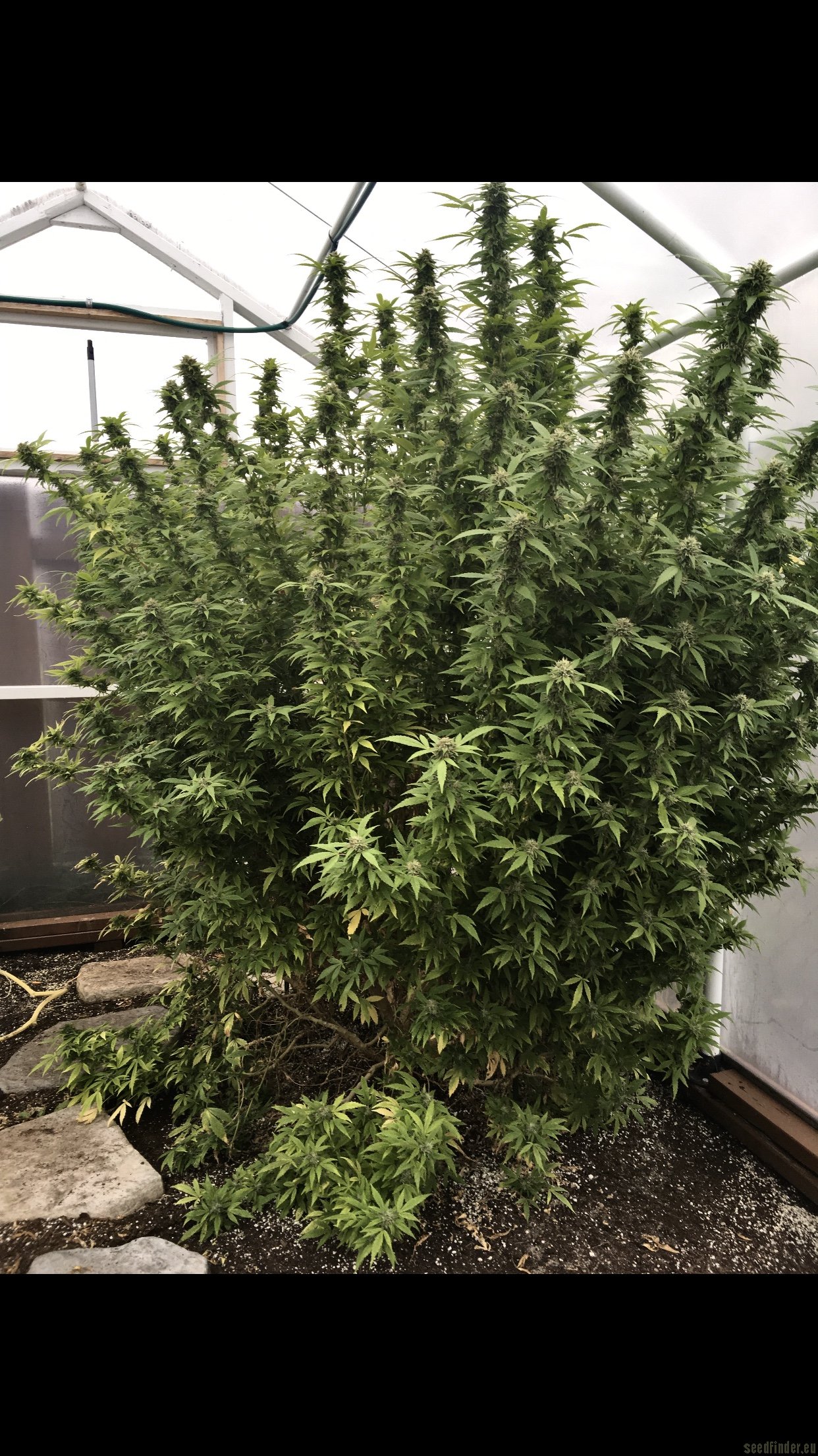 Purple Skunk x Big Bud Skunk