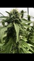 An image of Purple Skunk x Big Bud Skunk