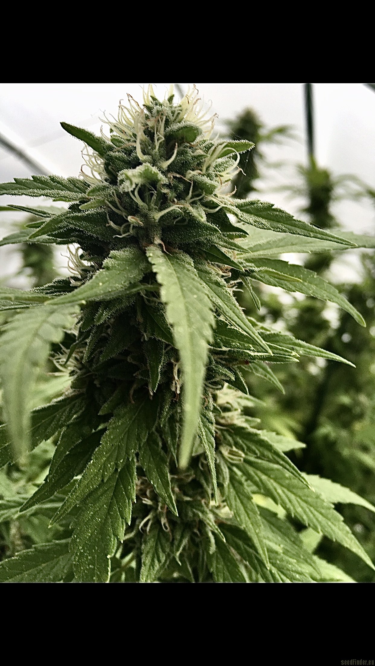 Purple Skunk x Big Bud Skunk
