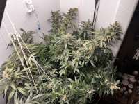 Big Bud: strain page photo, credit seedfinder.eu, copyright status shown with credit copyright unverified