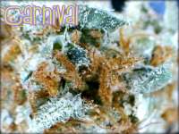 An image of Carnival