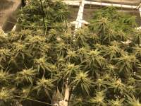 Mamacita's Cookies archive 1