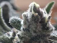 Mamacita's Cookies archive 2