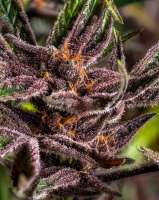 Raspberry Boogie archive 5