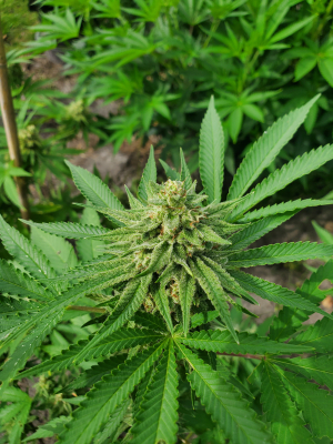 An image of Gorilla Jam